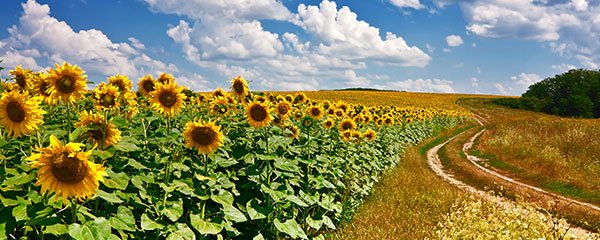 Field of sunflowers