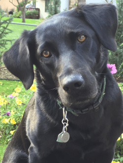 Peg with flower